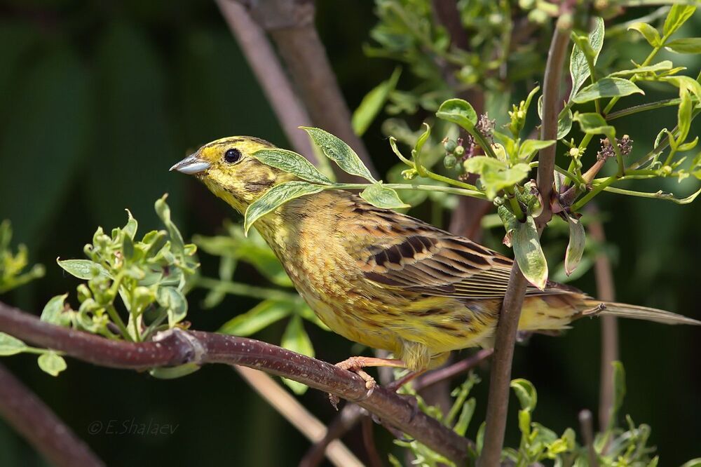 Yellowhammer ,Обыкновенная овсянка - Emberiza citrinella