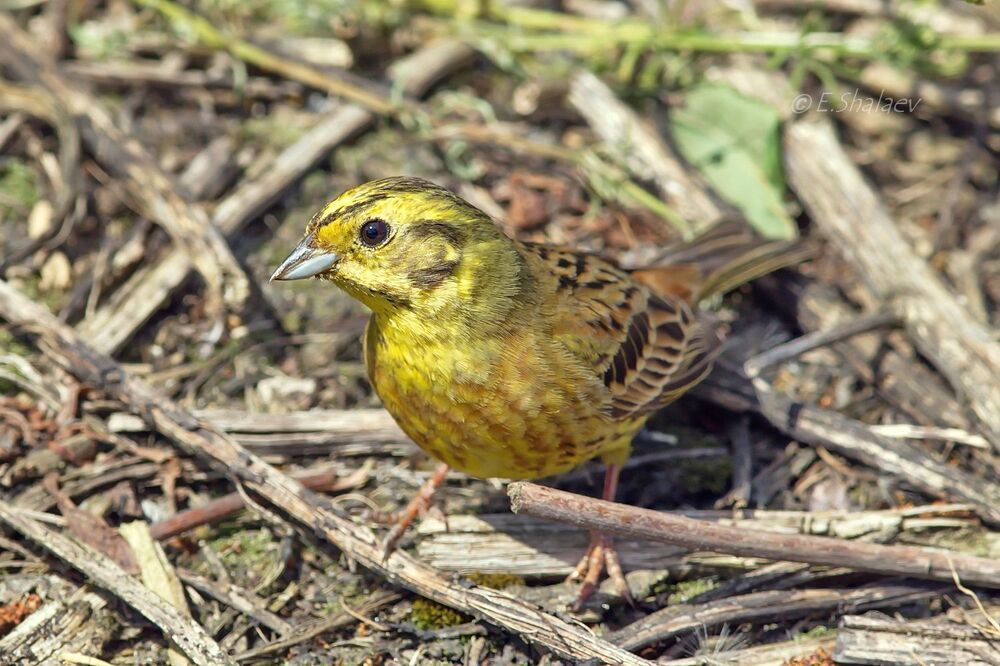 Yellowhammer ,Обыкновенная овсянка - Emberiza citrinella