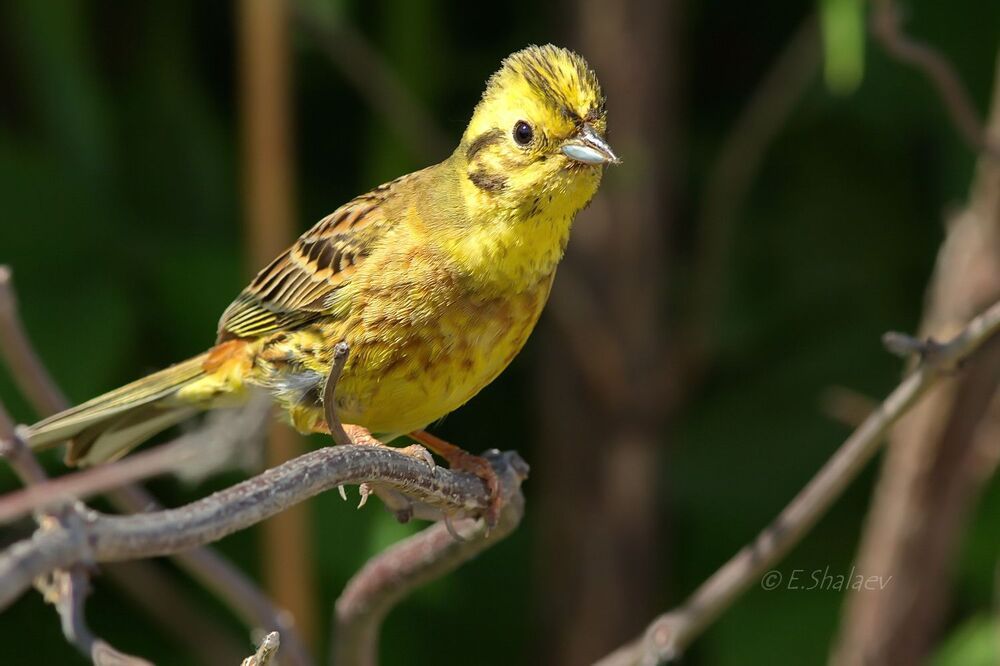 Yellowhammer ,Обыкновенная овсянка - Emberiza citrinella