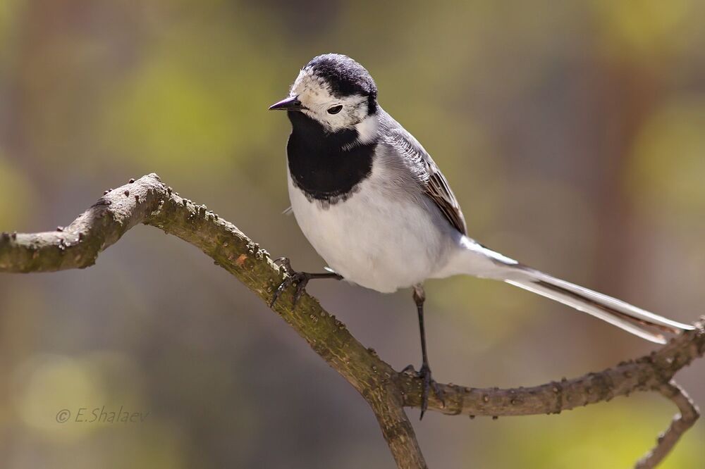 White Wagtail, Белая трясогузка - Motacilla alba