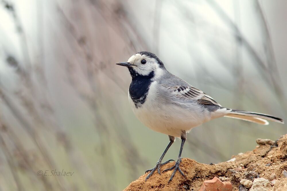 White Wagtail, Белая трясогузка - Motacilla alba