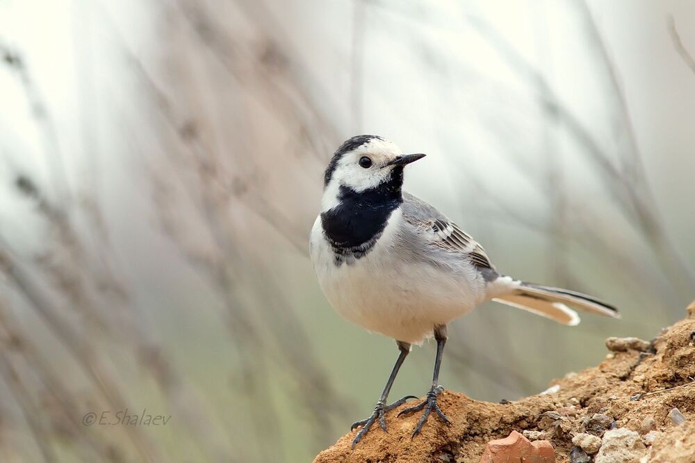 White Wagtail, Белая трясогузка - Motacilla alba