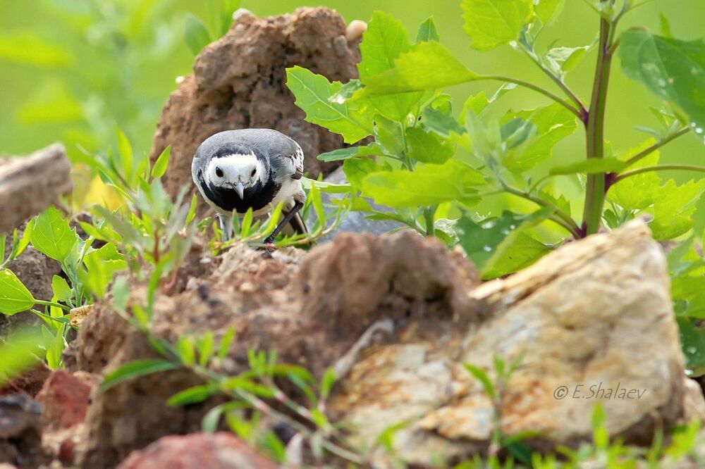 White Wagtail, Белая трясогузка - Motacilla alba