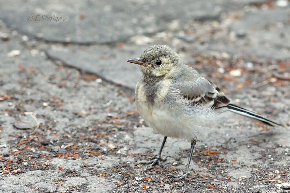 White Wagtail, Белая трясогузка - Motacilla alba
