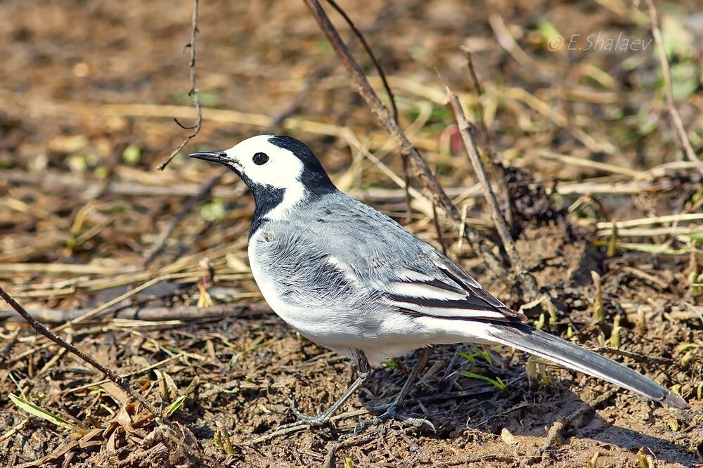 White Wagtail, Белая трясогузка - Motacilla alba