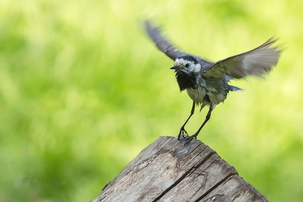 White Wagtail, Белая трясогузка - Motacilla alba