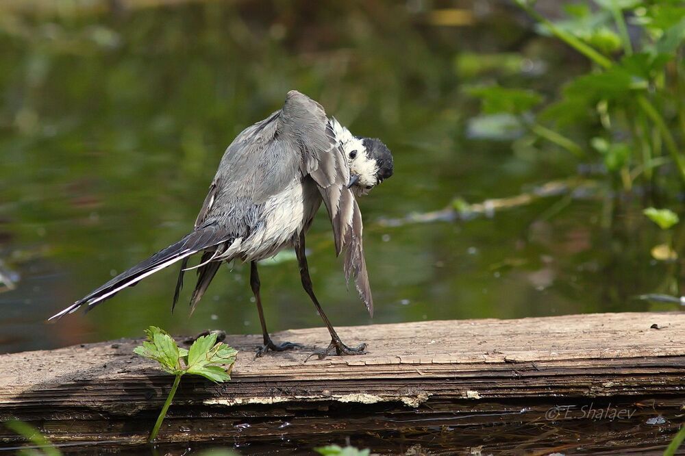 White Wagtail, Белая трясогузка - Motacilla alba