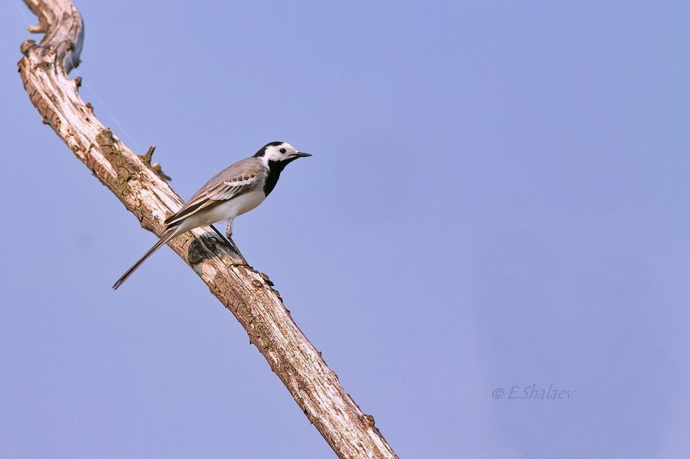 White Wagtail, Белая трясогузка - Motacilla alba