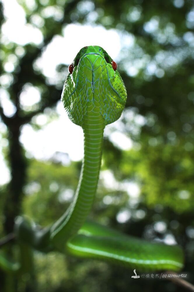 Фуцзянь Trimeresurus