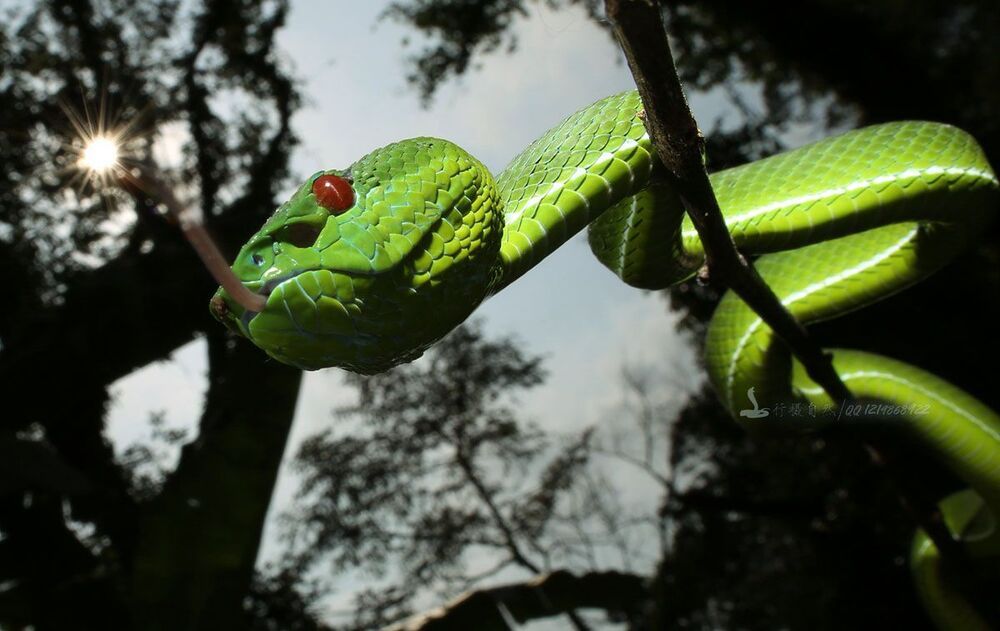Фуцзянь Trimeresurus