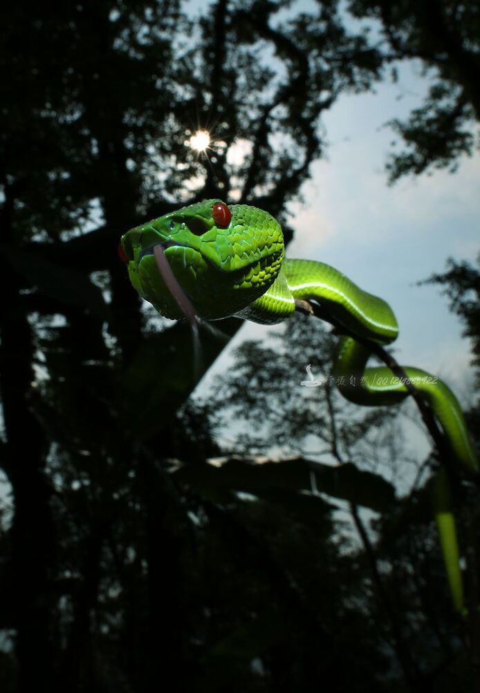 Фуцзянь Trimeresurus