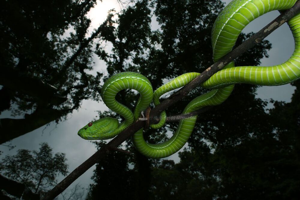 Фуцзянь Trimeresurus