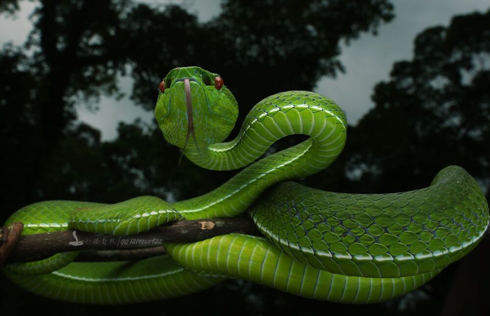 Фуцзянь Trimeresurus