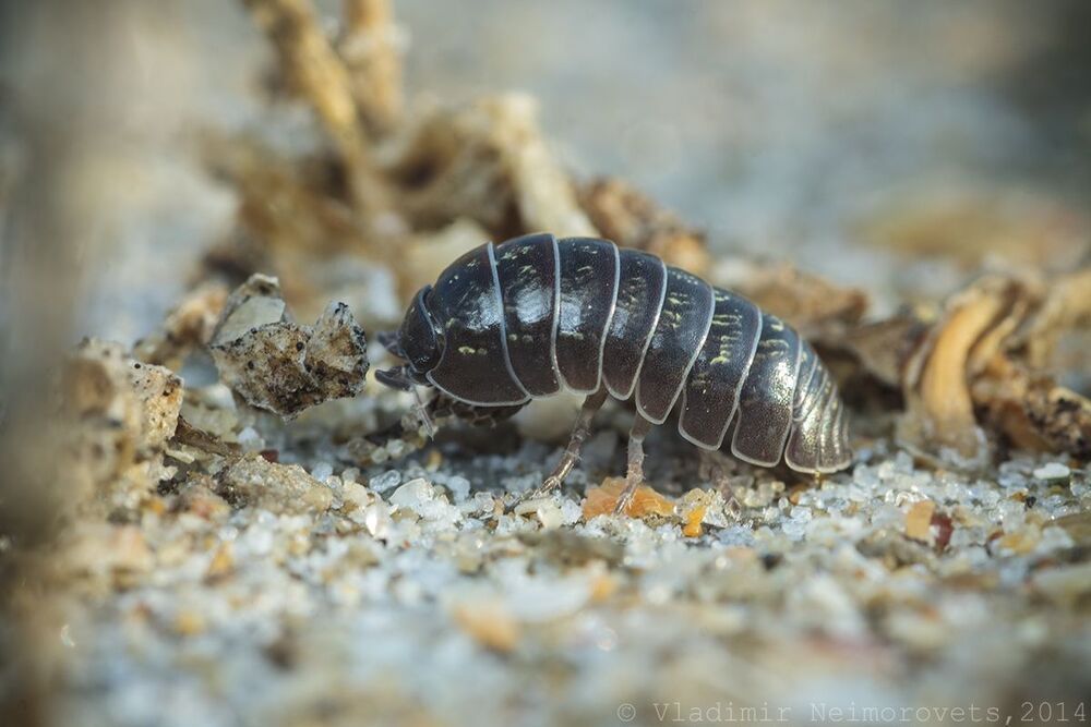 Armadillidium vulgare Latreille, 1804