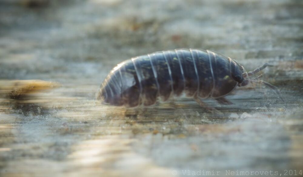Armadillidium vulgare Latreille, 1804