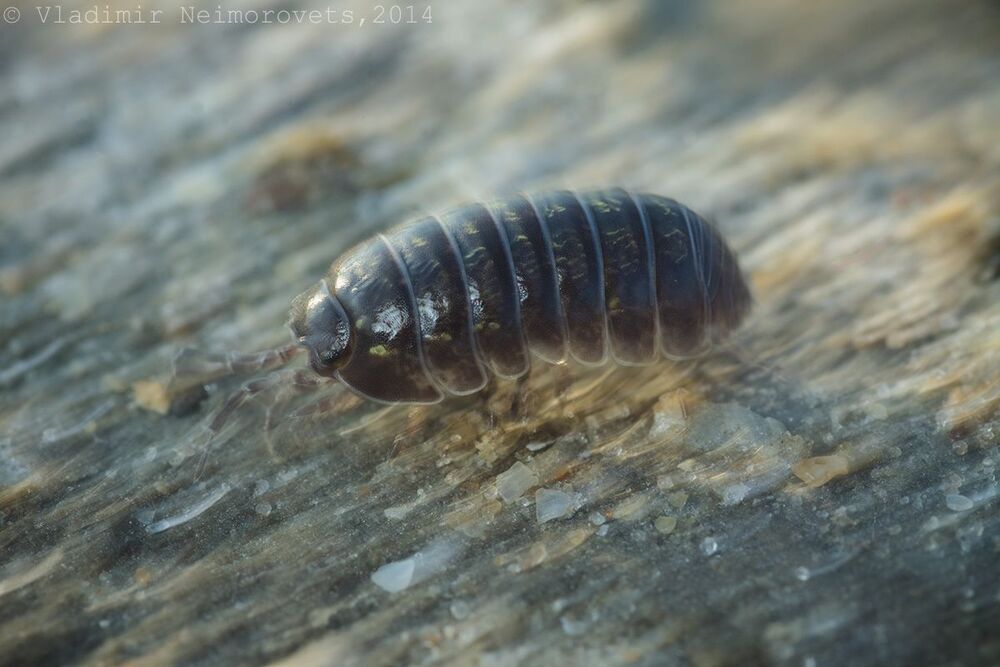 Armadillidium vulgare Latreille, 1804