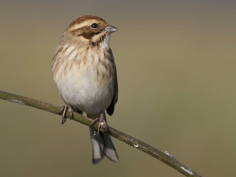 Reed bunting.