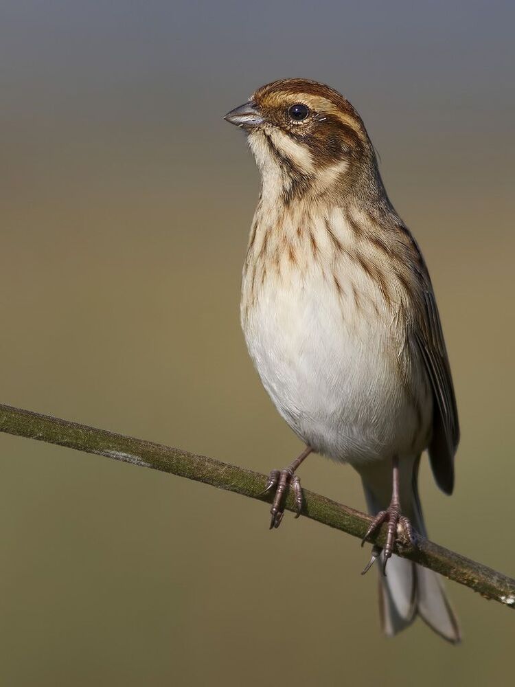 Reed bunting.