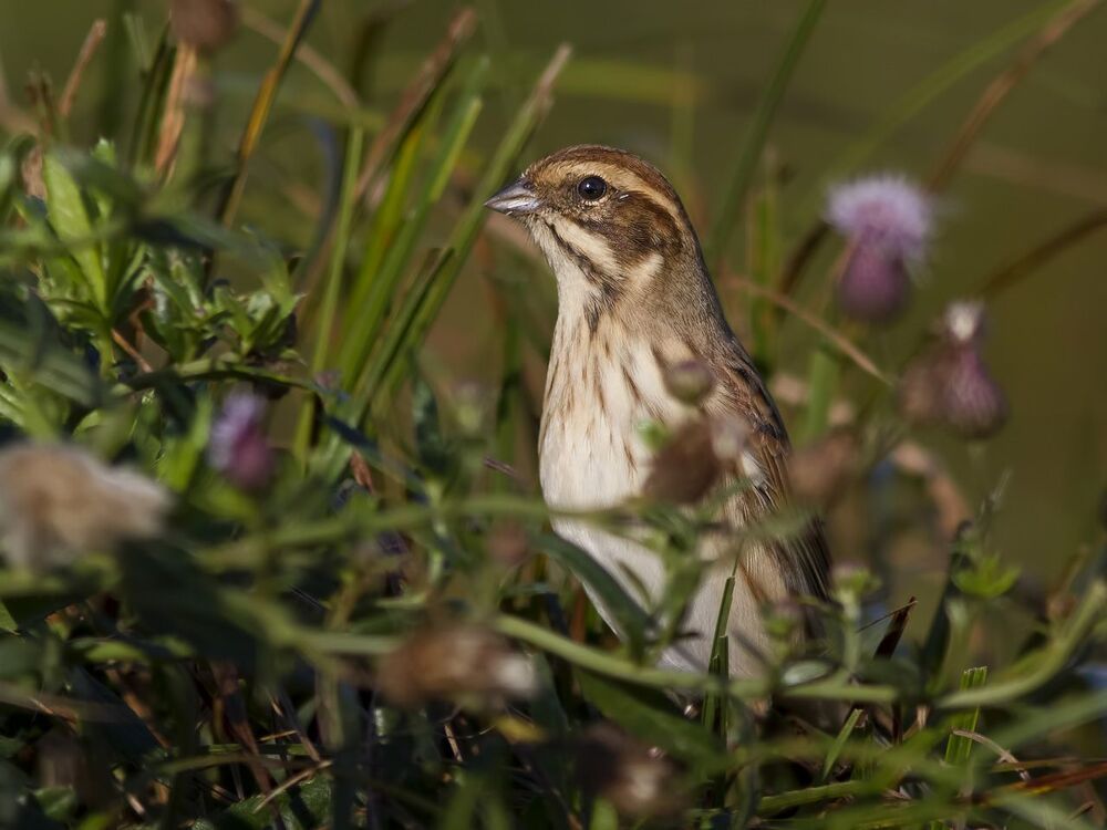 Reed bunting.