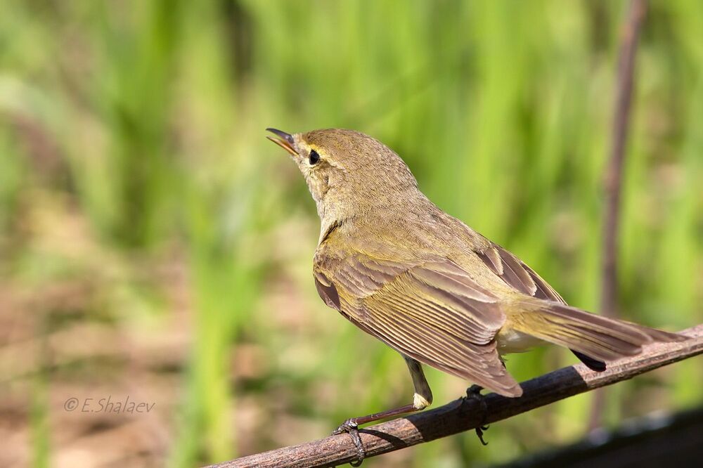 Common Chiffchaff, пеночка теньковка - 	Phylloscopus collybita