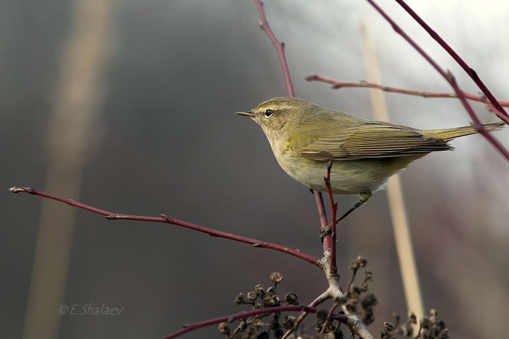 Common Chiffchaff, пеночка теньковка - 	Phylloscopus collybita