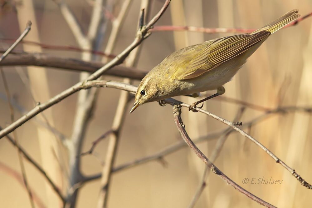 Common Chiffchaff, пеночка теньковка - 	Phylloscopus collybita