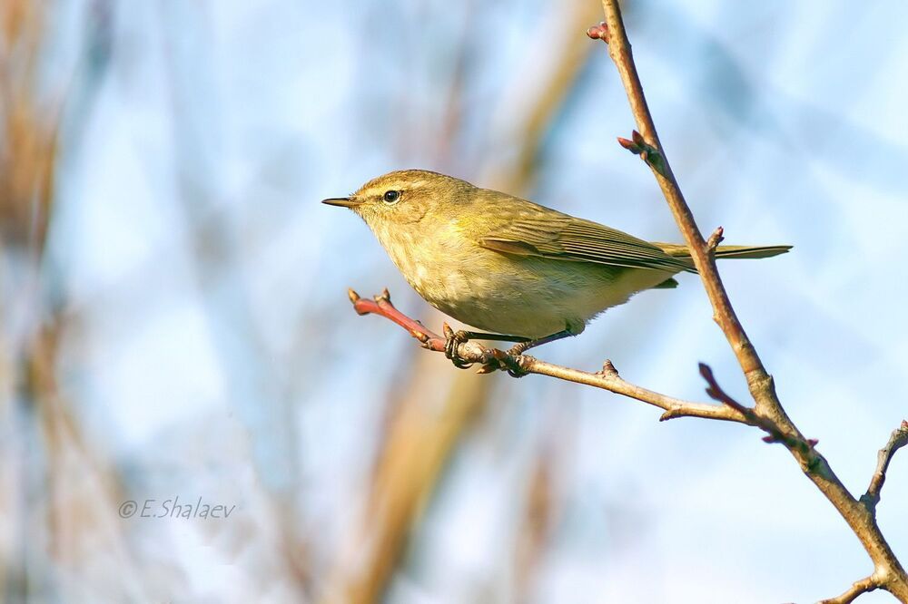 Common Chiffchaff, пеночка теньковка - 	Phylloscopus collybita