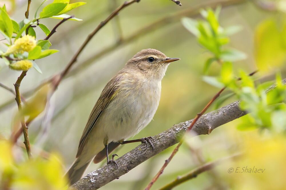 Common Chiffchaff, пеночка теньковка - 	Phylloscopus collybita