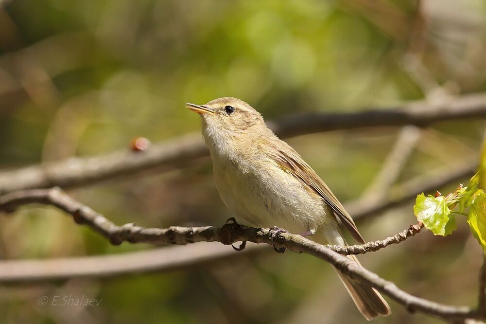 Common Chiffchaff, пеночка теньковка - 	Phylloscopus collybita
