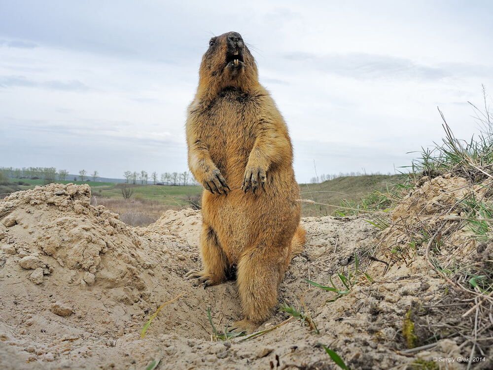 Зачарованный байбак