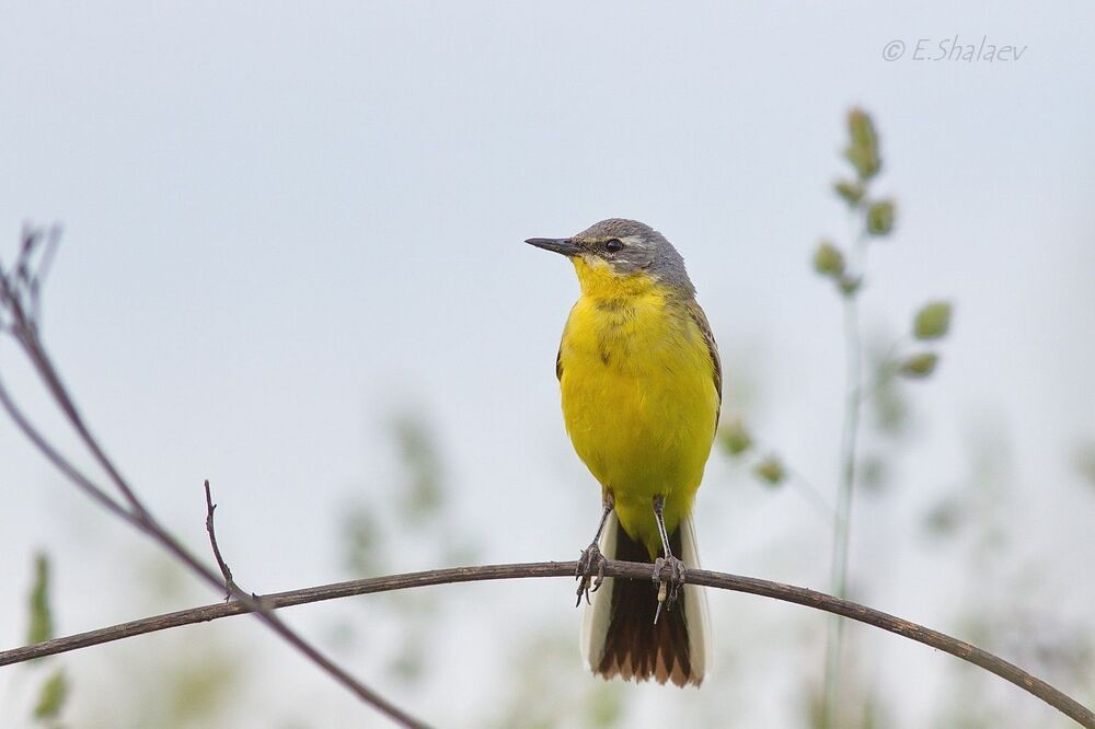 Western yellow wagtail ,Жёлтая трясогузка - Motacilla flava