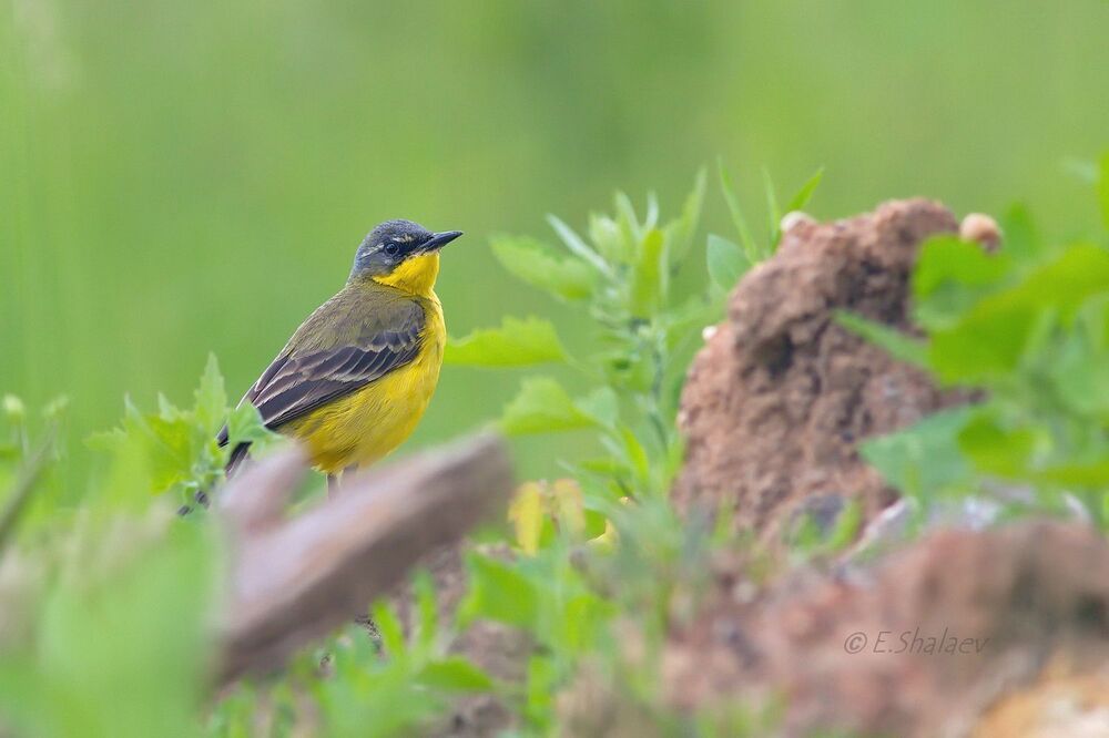 Western yellow wagtail ,Жёлтая трясогузка - Motacilla flava