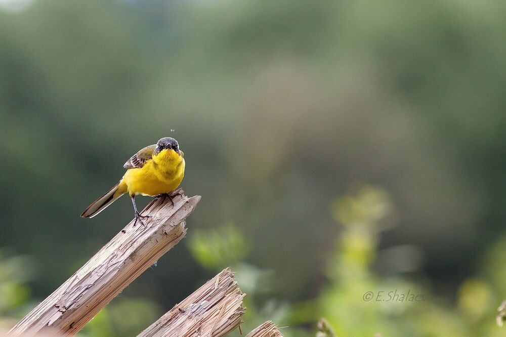 Western yellow wagtail ,Жёлтая трясогузка - Motacilla flava