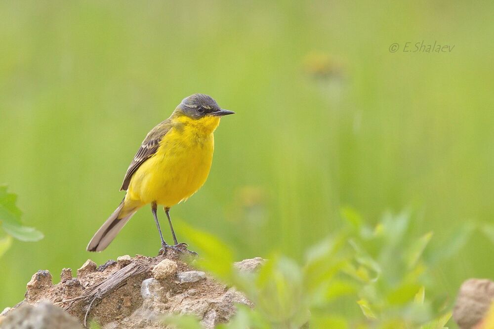 Western yellow wagtail ,Жёлтая трясогузка - Motacilla flava