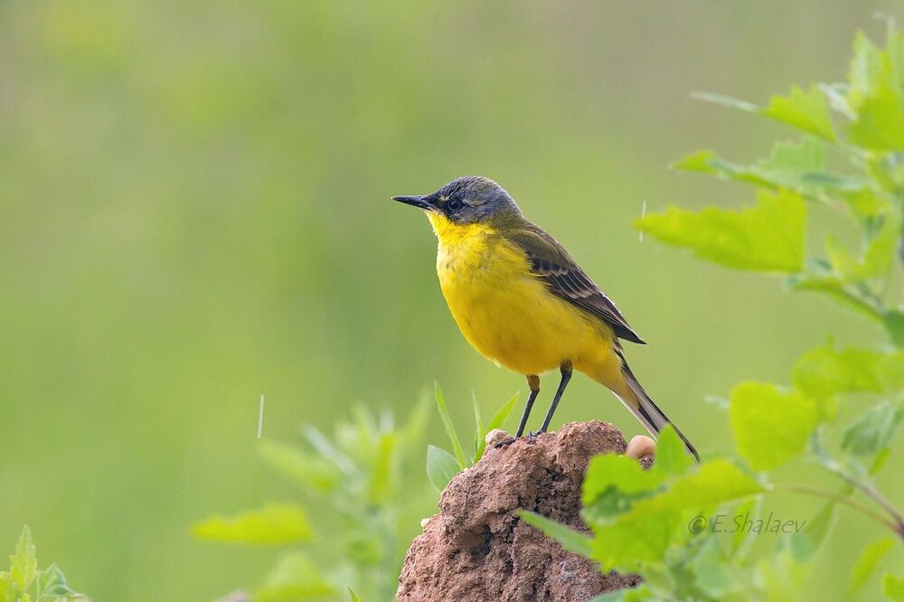 Western yellow wagtail ,Жёлтая трясогузка - Motacilla flava