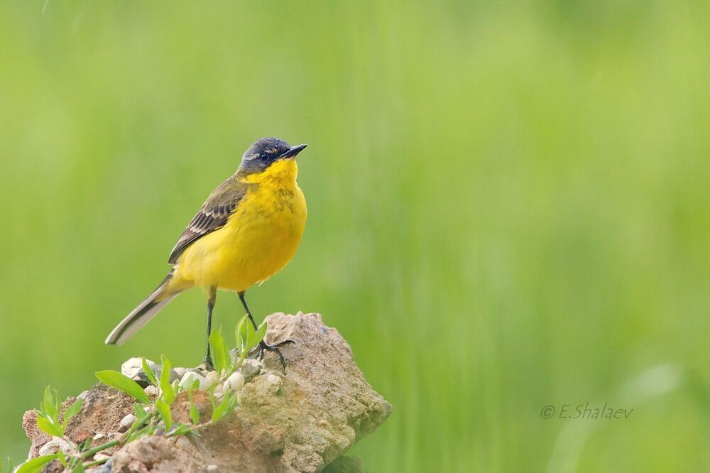 Western yellow wagtail ,Жёлтая трясогузка - Motacilla flava