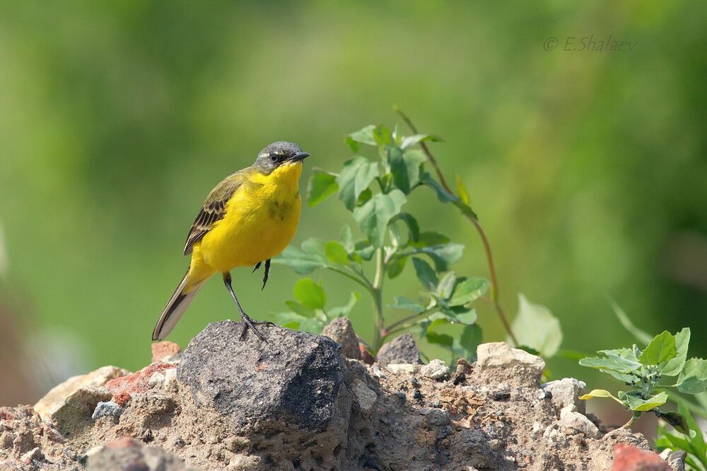 Western yellow wagtail ,Жёлтая трясогузка - Motacilla flava