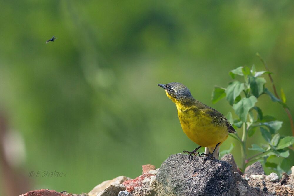Western yellow wagtail ,Жёлтая трясогузка - Motacilla flava