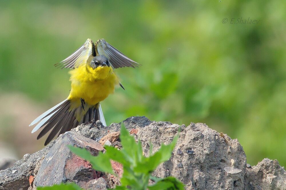 Western yellow wagtail ,Жёлтая трясогузка - Motacilla flava