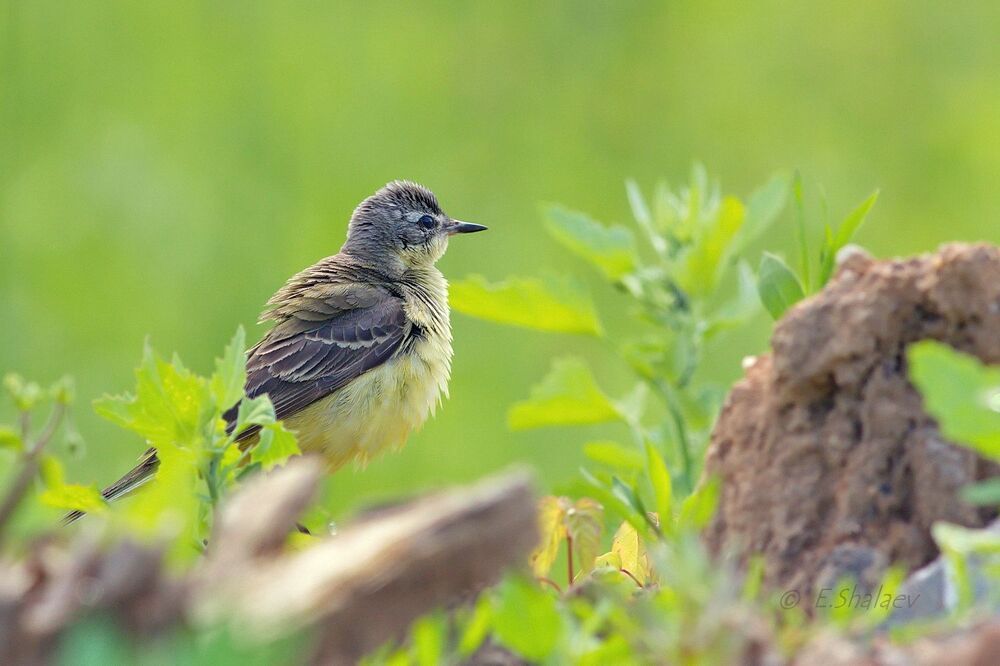 Western yellow wagtail ,Жёлтая трясогузка - Motacilla flava