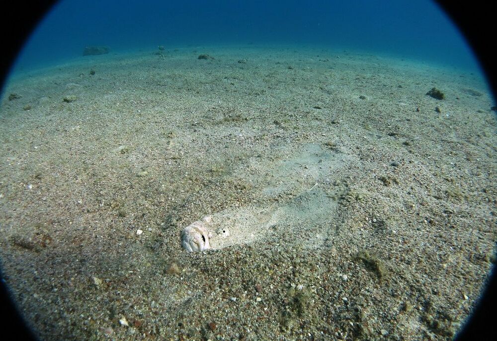 Red Sea