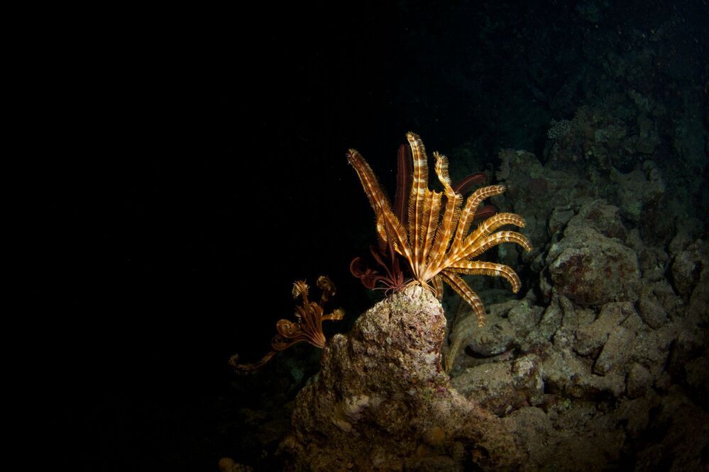 ночное погружение на Красном море