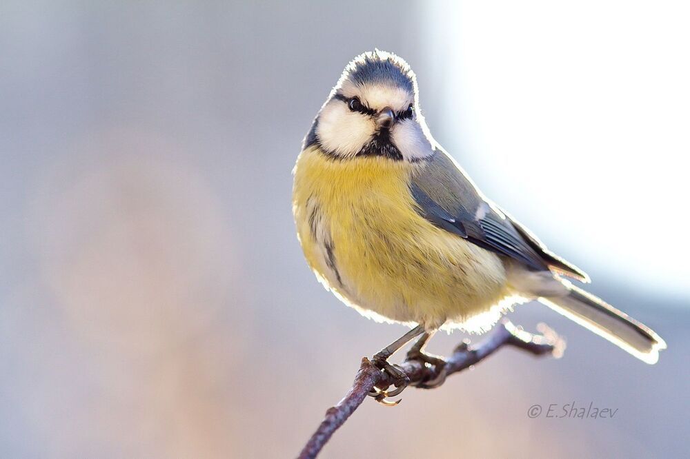 Eurasian Blue Tit , Лазоревка - Cyanistes caeruleus
