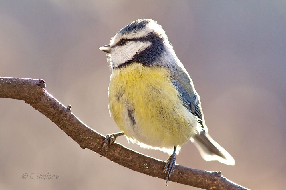 Eurasian Blue Tit , Лазоревка - Cyanistes caeruleus