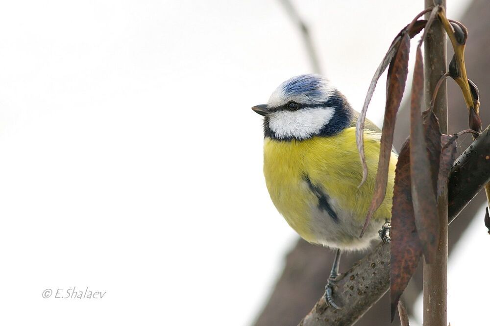 Eurasian Blue Tit , Лазоревка - Cyanistes caeruleus