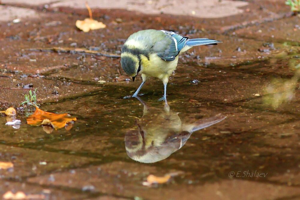 Eurasian Blue Tit , Лазоревка - Cyanistes caeruleus