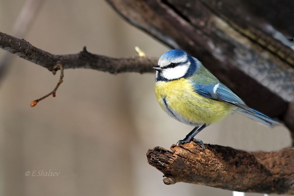 Eurasian Blue Tit , Лазоревка - Cyanistes caeruleus