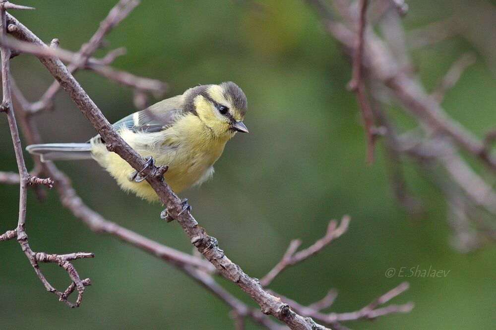 Eurasian Blue Tit , Лазоревка - Cyanistes caeruleus