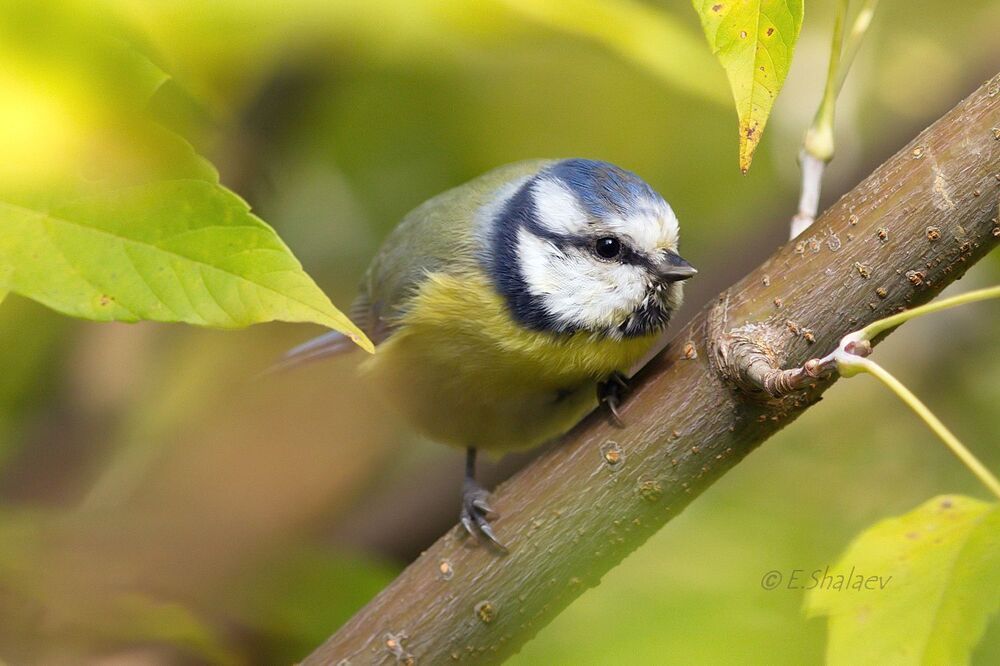 Eurasian Blue Tit , Лазоревка - Cyanistes caeruleus