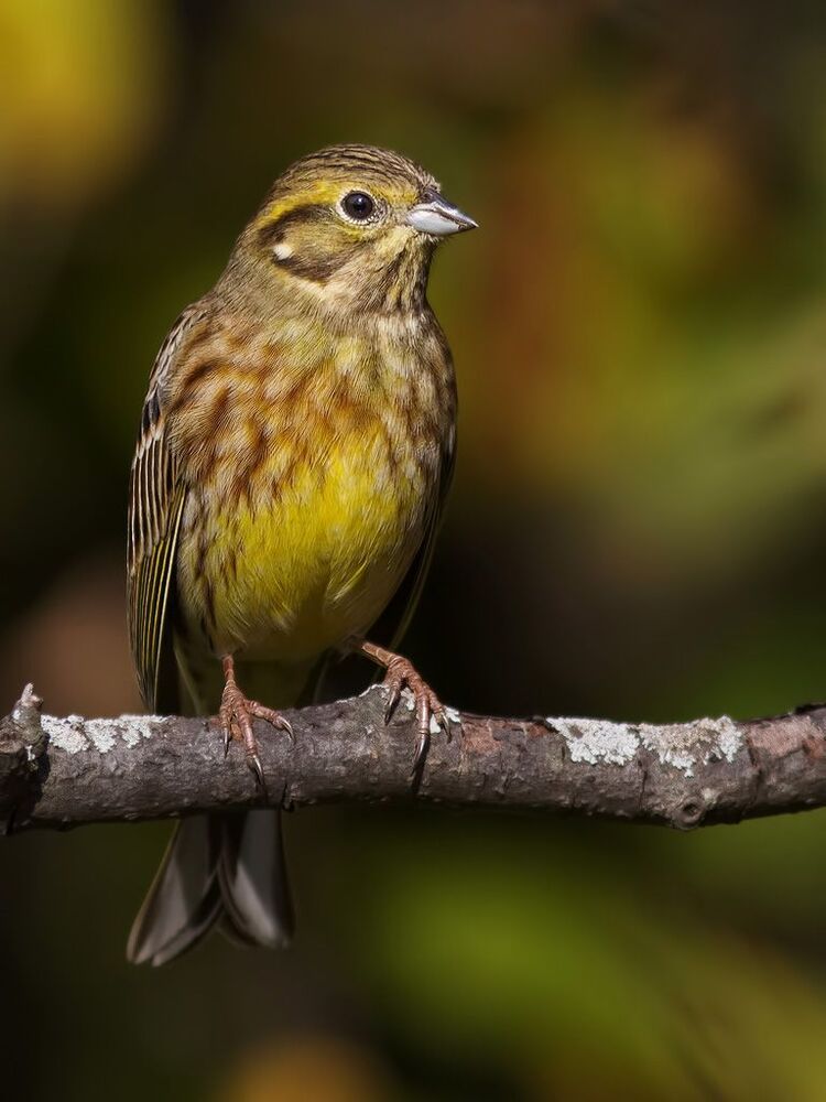 Yellowhammer.